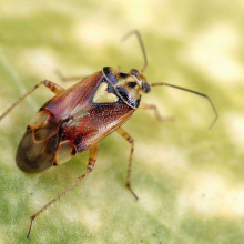 Lygus bugs of the family Miridae are serious pests in the cotton, strawberry, and alfalfa industries.