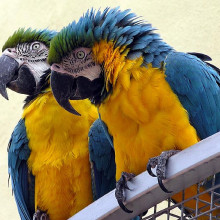 Blue and Yellow macaws at Combe Martin Wildlife and Dinosaur Park, North Devon, England.