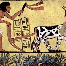 Plowing farmer depicted in burial chamber of Sennedjem, 1200BC