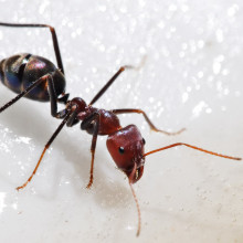 Ant feeding on Honey