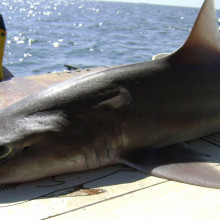 Smooth dogfish (Mustelus canis)