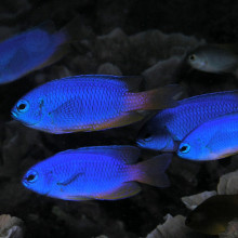 Neon damselfish (Pomacentrus coelestis) from East Timor.