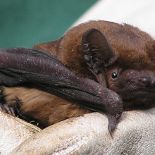 Noctule Bat