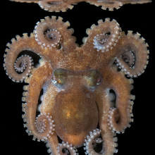 Octopus collected at Lizard Island, Australia, with an ARMS. Photo by Dr. Julian Finn, Museum Victoria