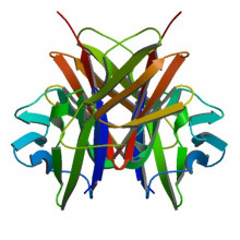 Crystallographic structure of the V-set and C2 domains of human CD4.