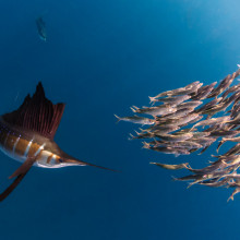 A sailfish hunting a group of sardines off the coast of Mexico