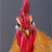 One of the flu-resistant chickens