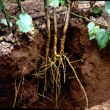 cotton plant roots
