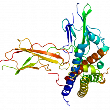 Structure of the Growth Hormone Receptor (GHR) protein.