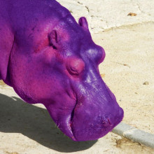 A purple hippo