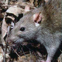Rattus norvegicus, the Brown Rat.