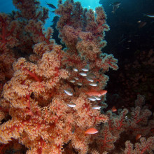 coral reef scape