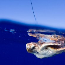 Loggerhead Sea Turtle, with a satellite tag