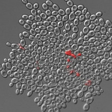 A snowflake yeast cluster with dead cells labeled red.