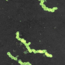 Sulphide bacteria