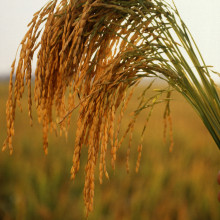 A Rice Plant