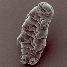 Water bear (tardigrade), Hypsibius dujardini, scanning electron micrograph by Bob Goldstein