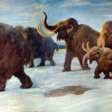Wooly mammoths