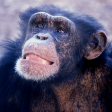 Young adult male chimpanzee