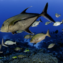 Pitcairn Island fish 1, © Enric Sala, National Geographic