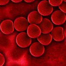 Artist's impression of red blood cells