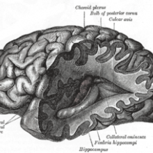 Brain, Gray's Anatomy of the Human Body