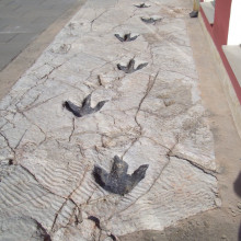 Replicas of dinosaur footprints found in La Rioja (Science Museum in Logroño)