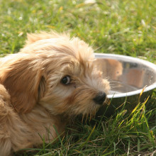 Dog drinking from a water bowl