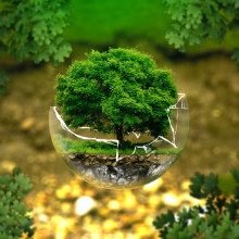Bonsai tree in a broken glass sphere
