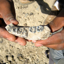 Early Homo jawbone