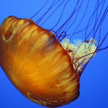 A jellyfish at the Monterey Bay Aquarium, California 2004
