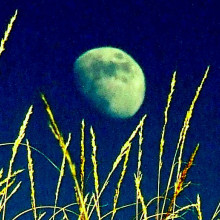 THe moon shining over some grass