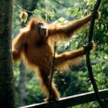 Sumatran orangutan at the Orang rehabilitation centre, Buket Lawang, Sumatra.
