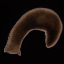 Planarian worm - Polycelis felina