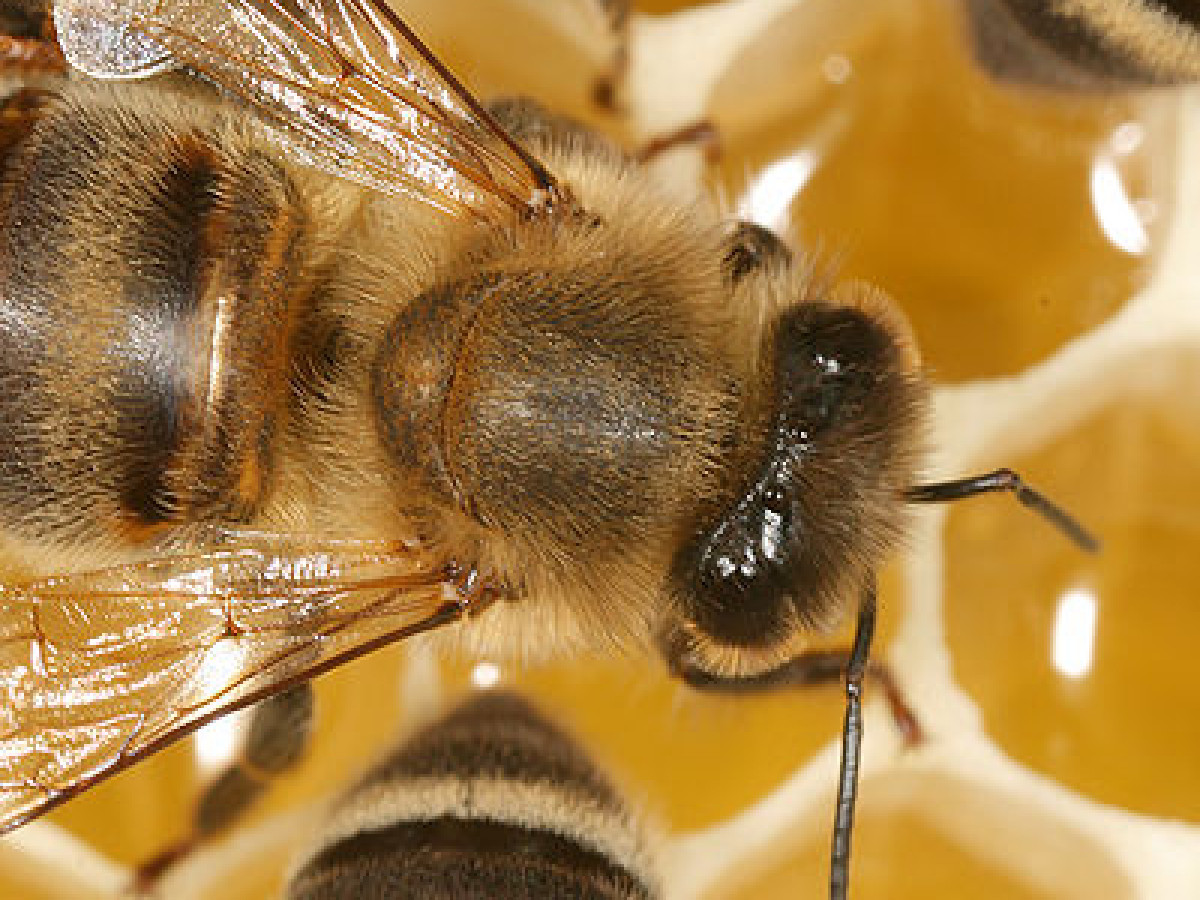 Bees Get Buzz From Plant Caffeine Science News