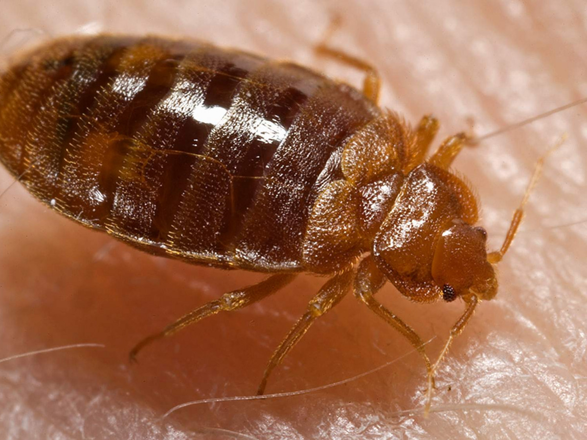 Can an electric blanket kill bed bugs? | Questions | Naked Scientists