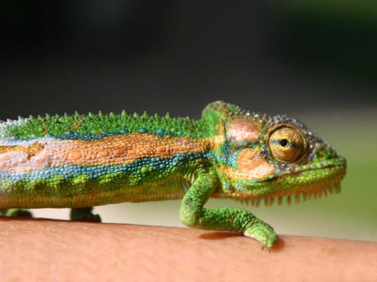 Why Do Chameleons Change Color and How Do They Do It? - Color Meanings
