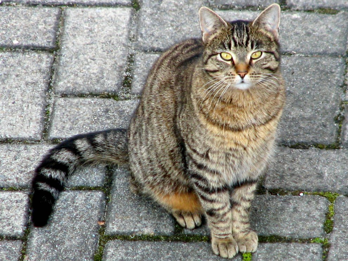 indbildskhed jordnødder hjælpe Kat vs cats | Interviews | Naked Scientists