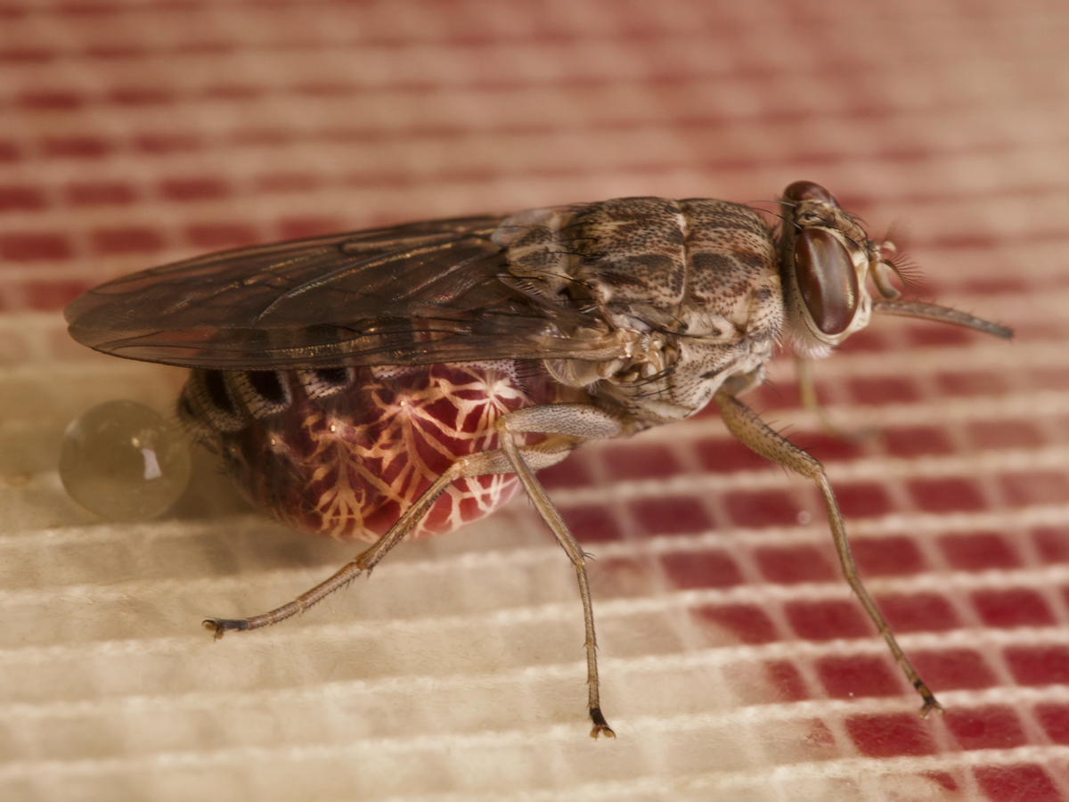 Tsetse fly. Африканская Сонная болезнь. Африканский трипаносомоз фото.