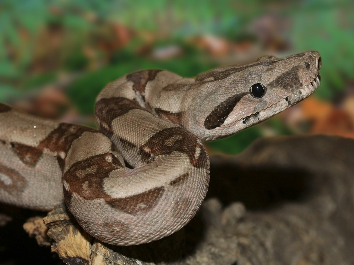 How boas save themselves from suffocation when constricting and digesting  dinner