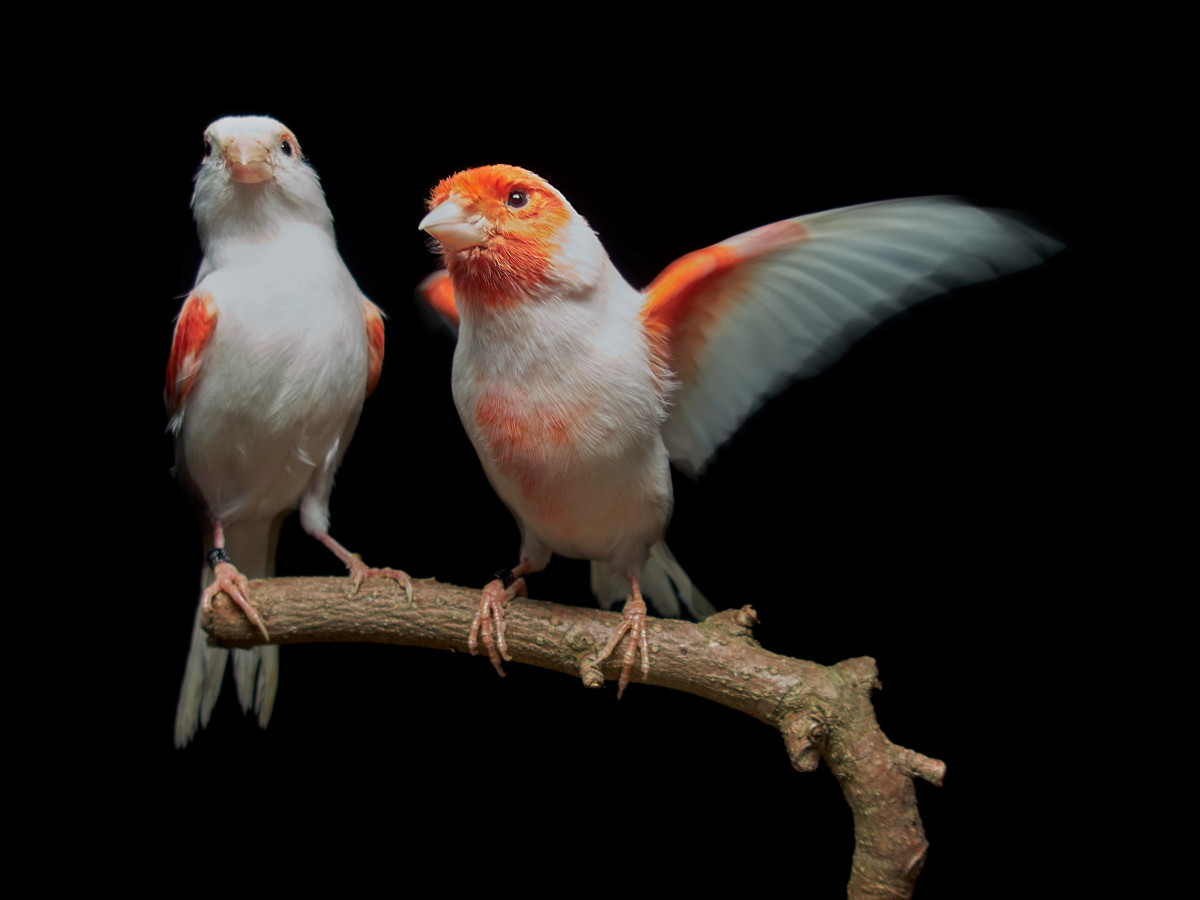 Why Canaries Can Have Redder Males Than Females Naked Scientists