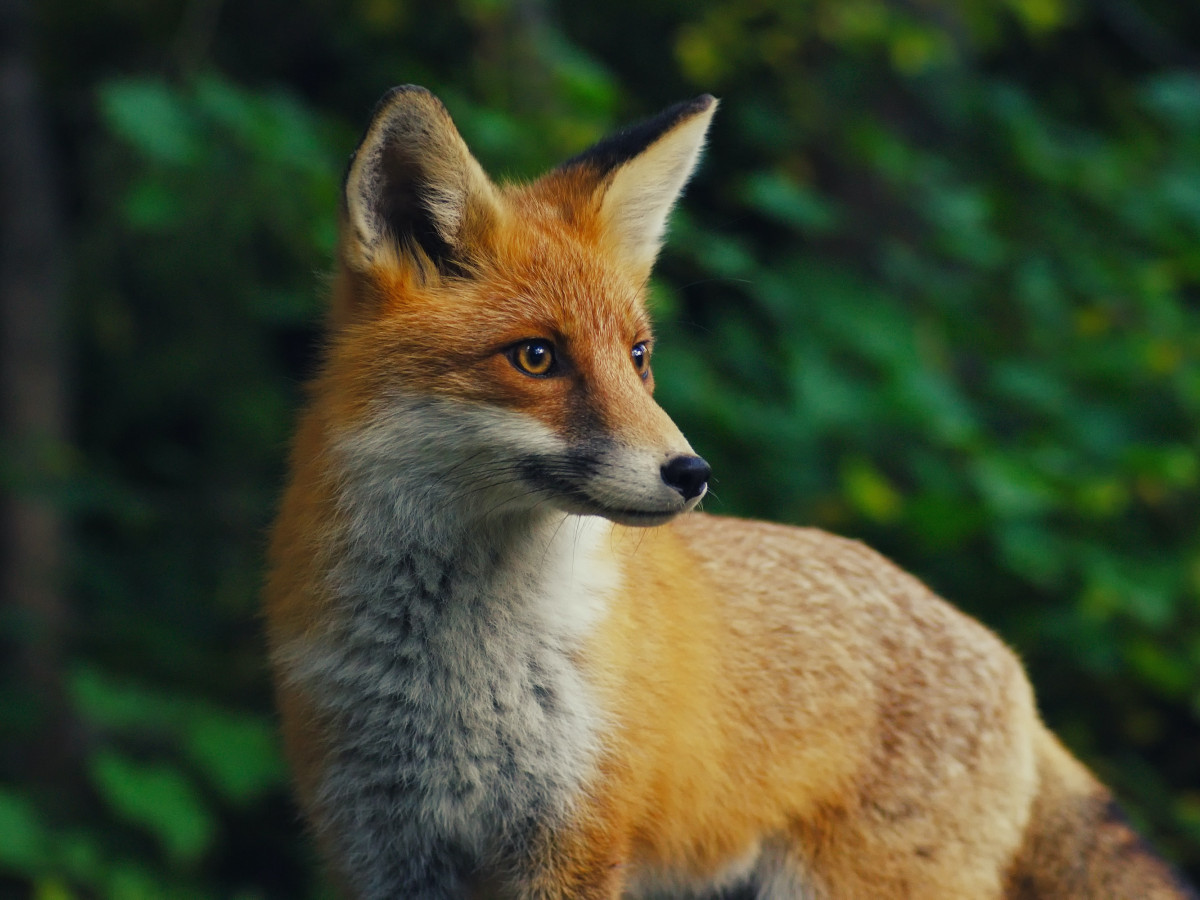 Are foxes really cunning? | Questions | Naked Scientists