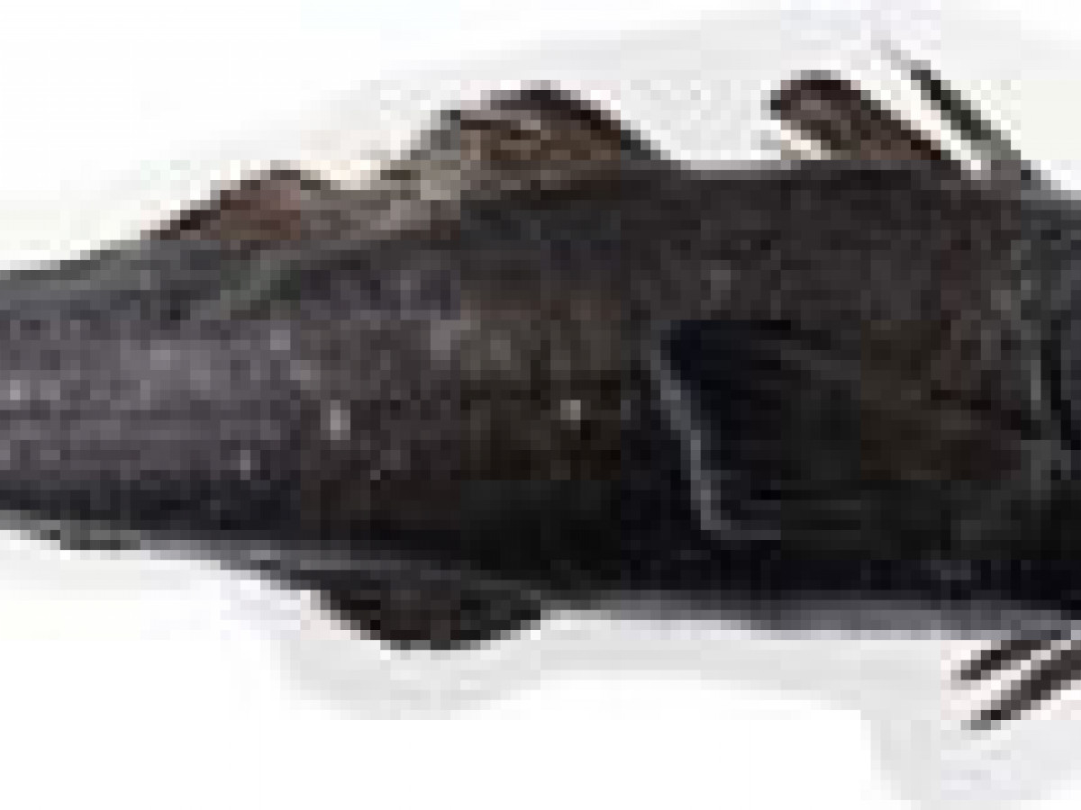 Антарктический клыкач. Патагонский клыкач. Клыкач рыба. Чилийский сибас клыкач.